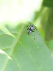 Camponotus parius