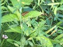 Taractrocera luzonensis