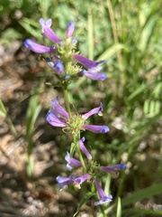 Penstemon peckii