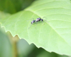 Camponotus parius