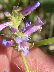 Penstemon peckii