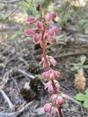 Pyrola aphylla