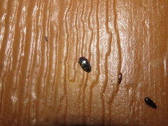 Chelonarium lecontei