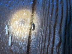 Selenophorus