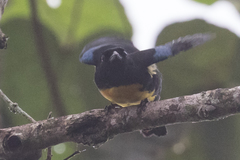 Bangsia melanochlamys