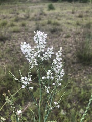 Polygonella americana