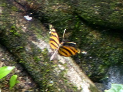 Dismorphiinae