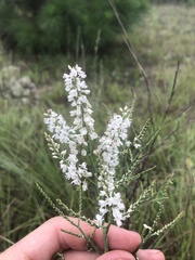 Polygonella americana
