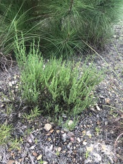 Polygonella americana