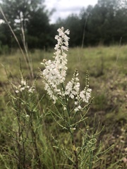 Polygonella americana