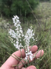 Polygonella americana