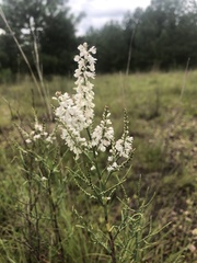 Polygonella americana
