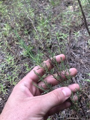Polygonella americana
