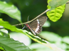 Parides panares