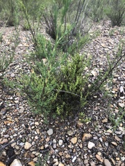 Polygonella americana