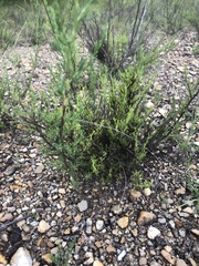 Polygonella americana
