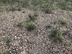 Polygonella americana