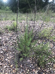 Polygonella americana