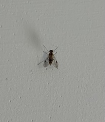 Chrysopilus modestus