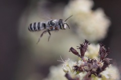 Megachile spinotulata