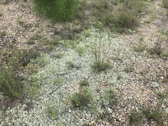Polygonella americana