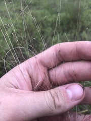 Digitaria cognata