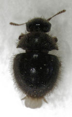 Byrrhidae