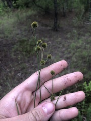 Juncus scirpoides