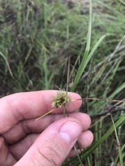 Cyperus lupulinus lupulinus