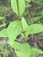 Rhexia mariana interior
