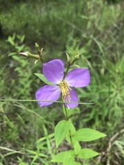 Rhexia mariana interior