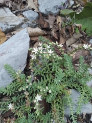 Sedum potosinum