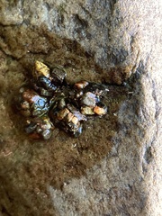 Glossosoma