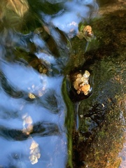 Glossosoma