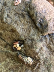 Glossosoma