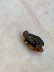Glossosoma