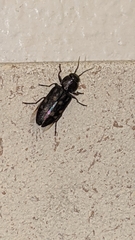 Melanophila consputa