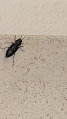 Melanophila consputa