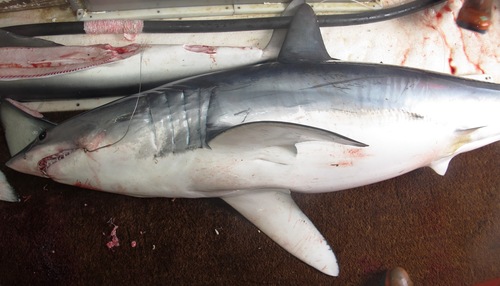 Foto de Marrajo dientuso (Isurus oxyrinchus)