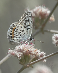 Euphilotes battoides