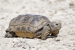 Chelonoidis chilensis
