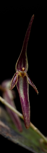 Pleurothallis stricta