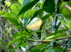 Marpesia harmonia