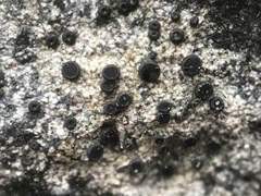 Tephromelataceae
