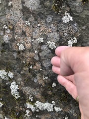 Tephromelataceae