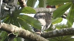 Buteo plagiatus