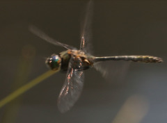 Cordulia shurtleffii