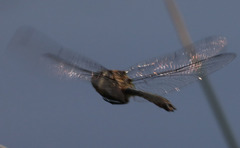 Cordulia shurtleffii