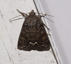 Melanchra pulverulenta