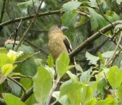 Coccothraustes abeillei